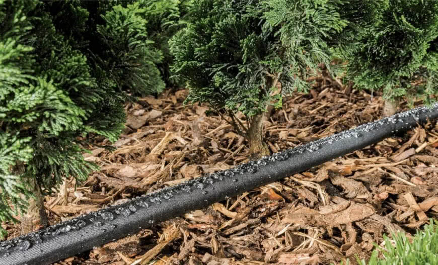 Podlewanie tui - jak prawidłowo podlewać tuje, jak często?