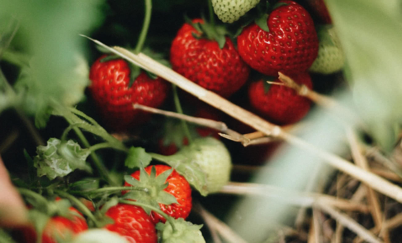 Sadzenie I Uprawa Truskawek. Jak Nawadniać Truskawki?