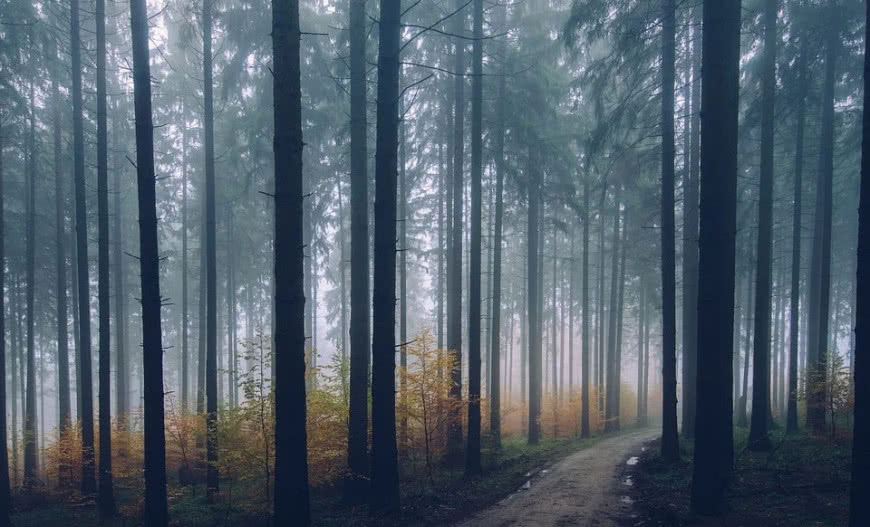 Drewno surowcem strategicznym