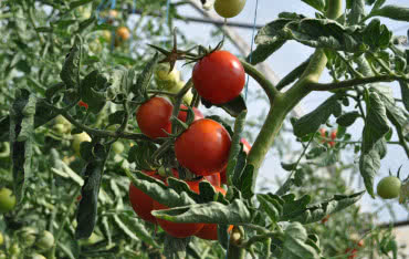 Jak podlewać pomidory w ogródku warzywnym?