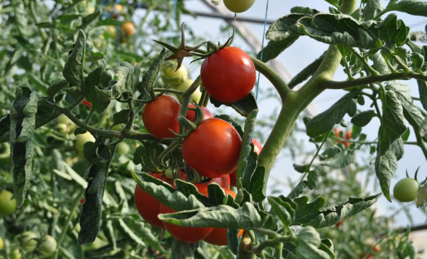 Jak podlewać pomidory w ogródku warzywnym?