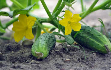 Kiedy, jak i czym podlewać ogórki gruntowe i szklarniowe?