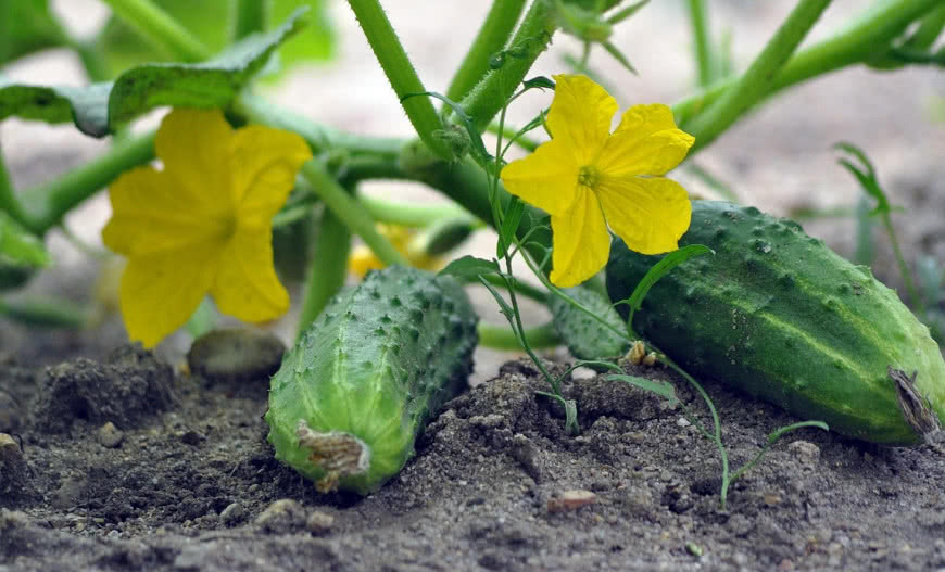 Kiedy, jak i czym podlewać ogórki gruntowe i szklarniowe?