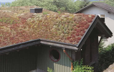 Dach zielony: czy to dobry wybór dla każdego?