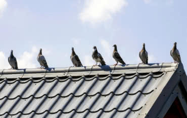 Ptaki na dachu