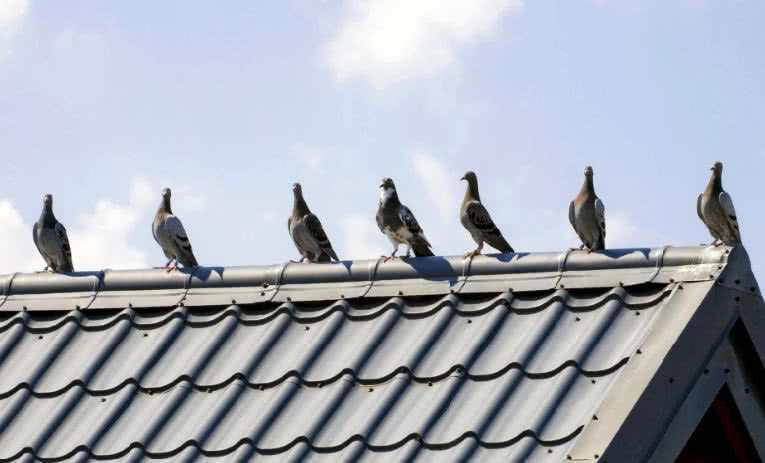 Ptaki na dachu