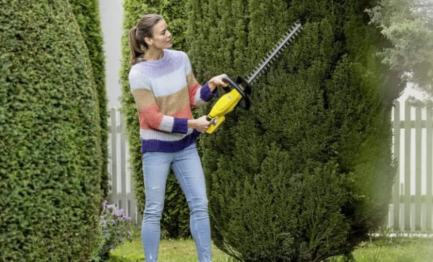 Kiedy i jak gęsto sadzić tuje brabant lub szmaragd?