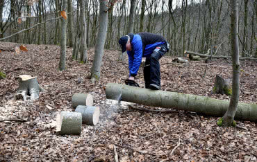 Wycinka drzew bez zezwolenia: co wolno w 2024 roku?