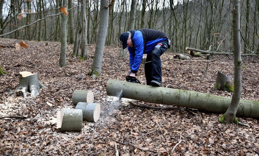 Wycinka drzew bez zezwolenia: co wolno w 2024 roku?