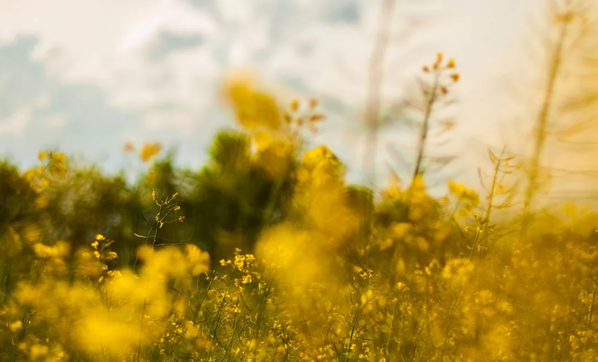 Jak nawiewniki wpływają na ograniczenie alergenów?