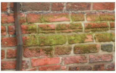 StoPrim Fungal C - sposób Sto na ochronę elewacji