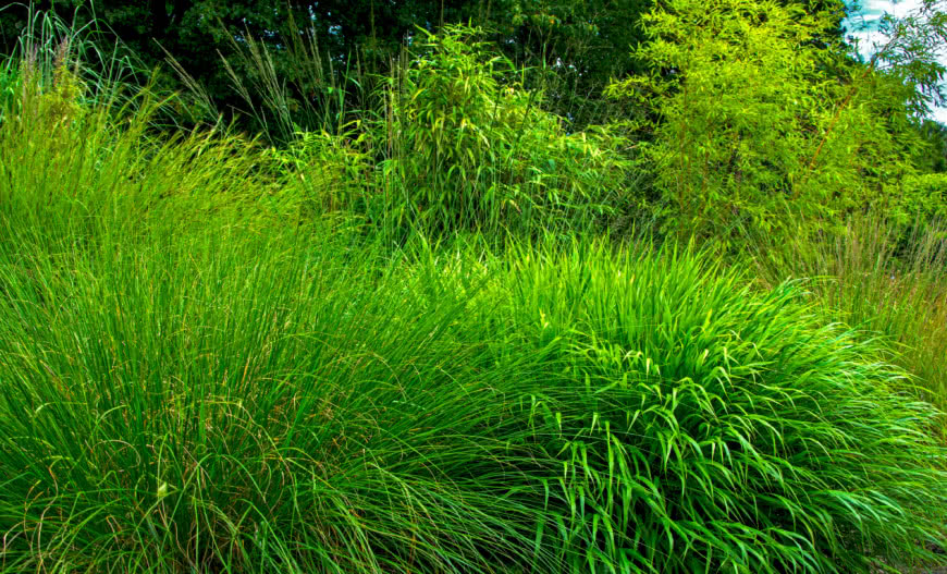 Co posadzić przy oczyszczalni ścieków, żeby było ładnie i bezpiecznie?