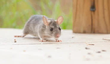 Myszy w styropianie. Jak zabezpieczyć ocieploną ścianę?