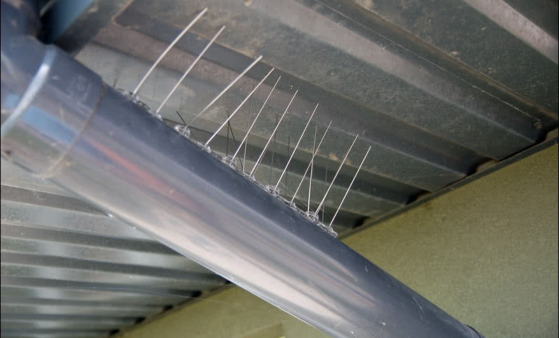 Skuteczne odstraszanie gołębi dzięki modułom BirdSystem